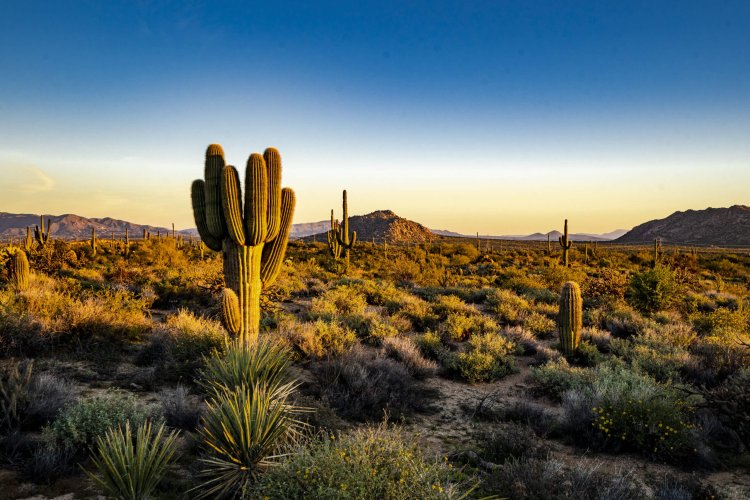 Morning light in the Sonoran desert of Scottsdale, Arizona The image shows cacti and a mountain in the desert bathed in the morning light of the Golden hour